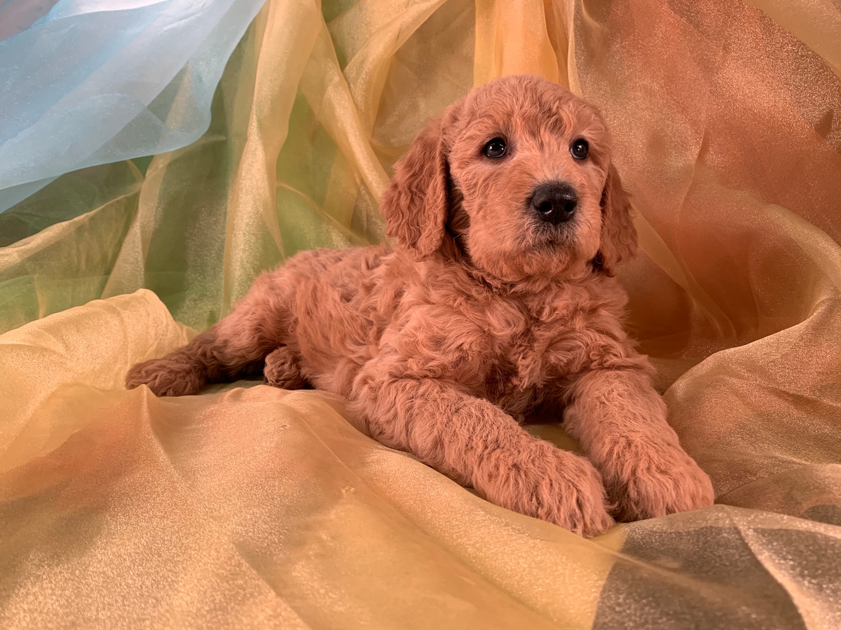 Red Male F1b Labradoodles for Sale in Northern Iowa $975